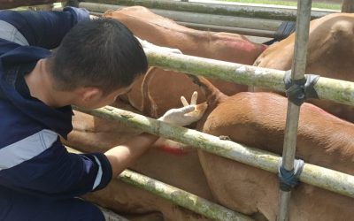 PROGRAM TAGGING DAN VAKSIN LEMBU TERNAKAN KOJAWI TAHUN 2026